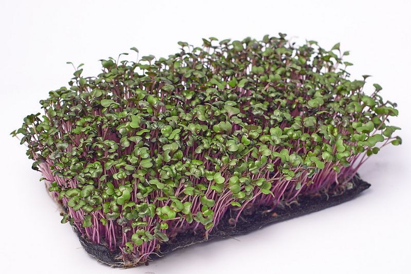 Капуста Фіолетова, 10 г
