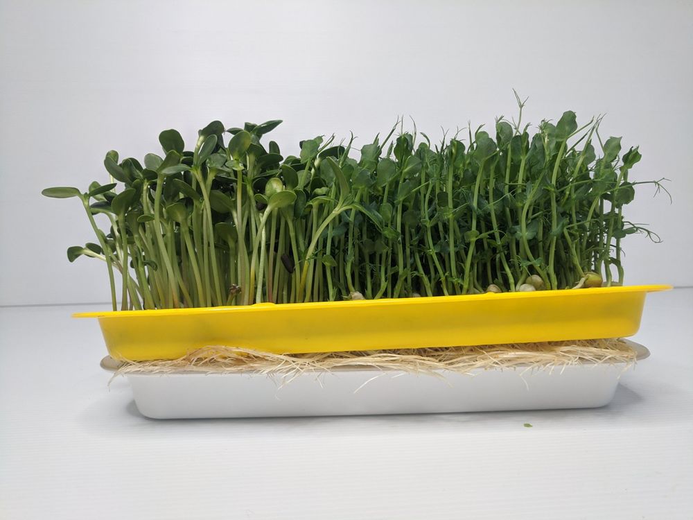 Лоток для гідропонного вирощування мікрозелені на 3 бокси, 1 шт