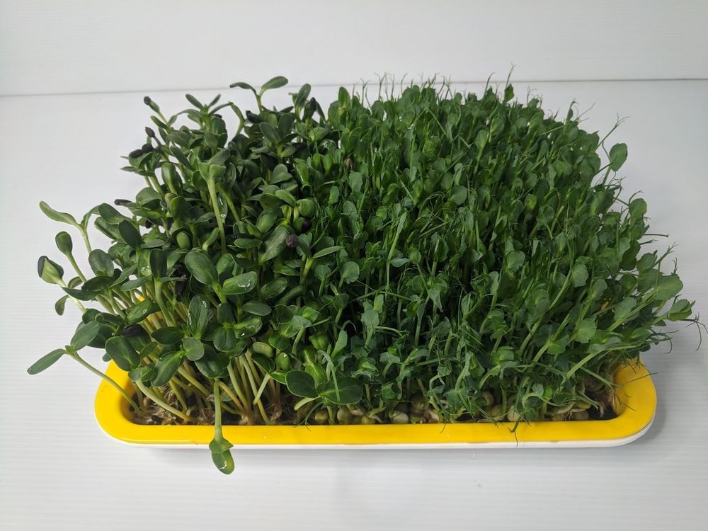 Лоток для гидропонного выращивания микрозелени на 3 бокса, 1 шт