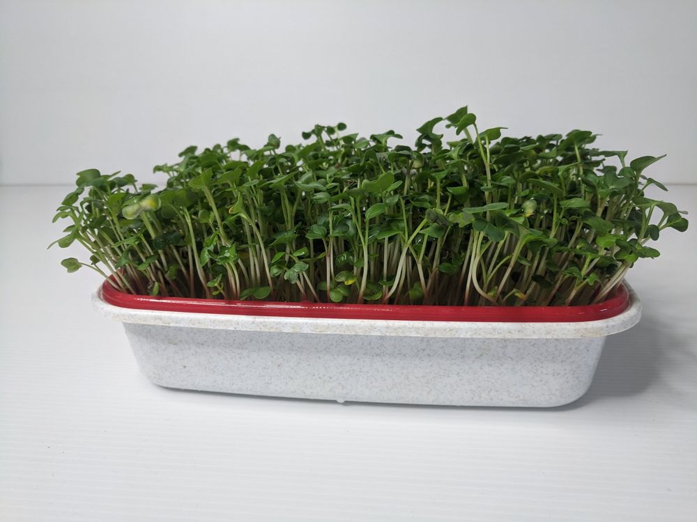 Лоток для гідропонного вирощування мікрозелені на 2 бокса, 1 шт
