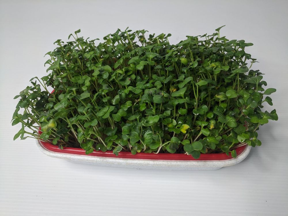 Лоток для гідропонного вирощування мікрозелені на 2 бокса, 1 шт