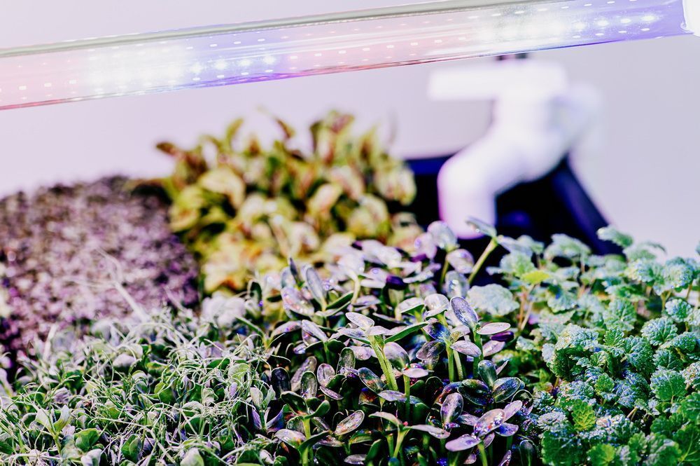 Гідропонна установка "Green Cheef Home 2.0 PLUS"