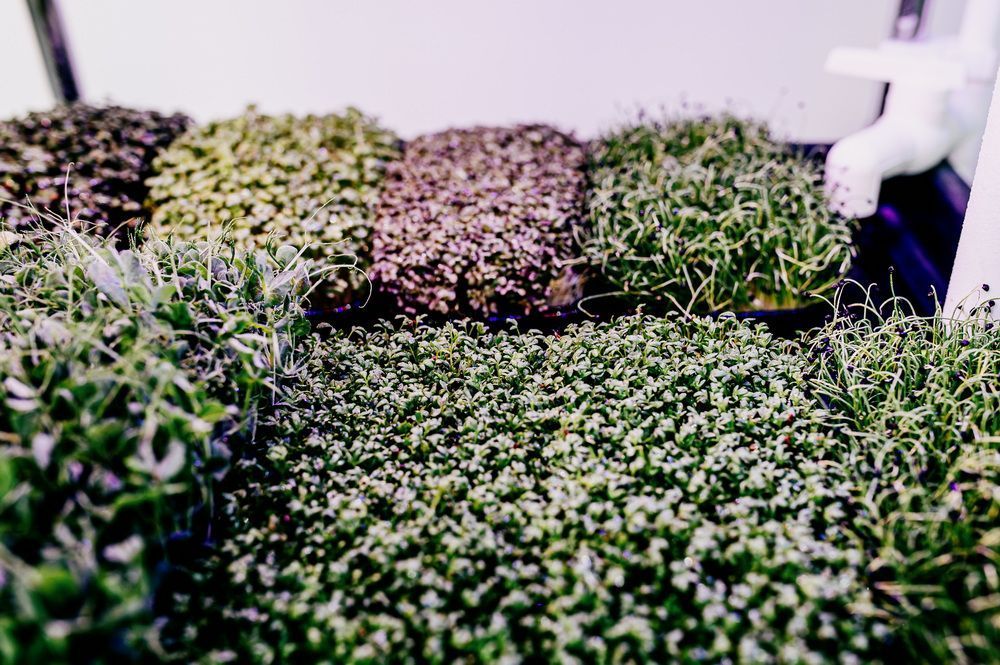 Гідропонна установка "Green Cheef Home 2.0 PLUS"