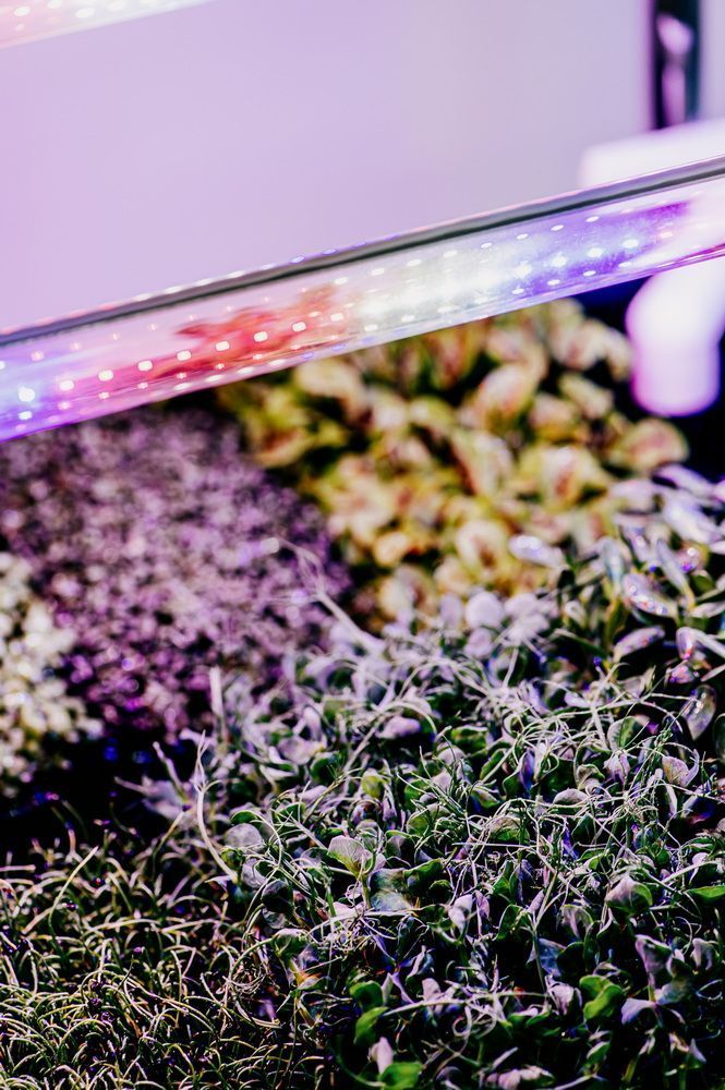 Гідропонна установка "Green Cheef Home 2.0 PLUS"
