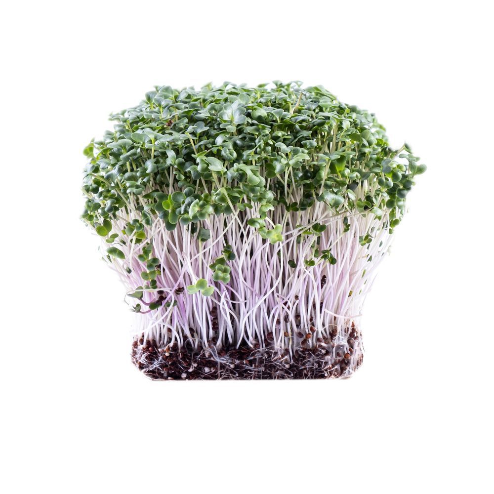 Капуста Брокколи Фиолетовая Purple Haze, 10 г