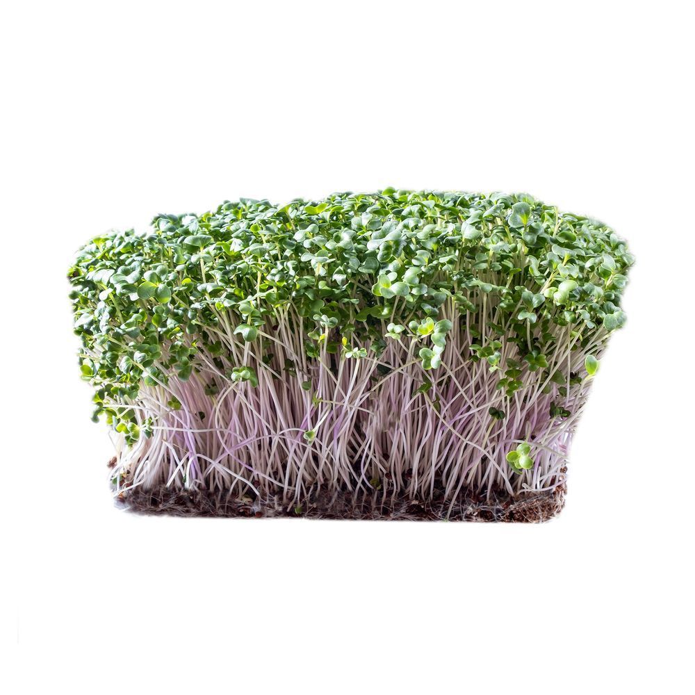 Капуста Брокколи Фиолетовая Purple Haze, 10 г