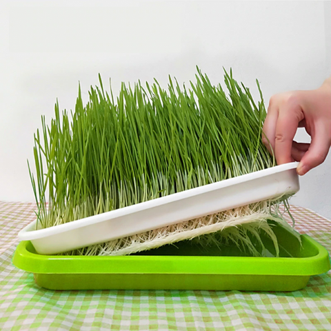 Посуда для выращивания травы пшеницы 23 cm