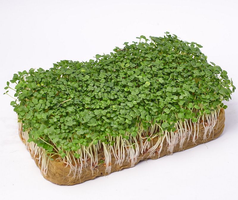 Руккола Пикантная, 10 г